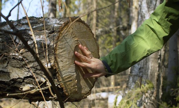 Női kéz simogatja a fűrészelt fát. Megbánta a fát. A természetvédők illegális fakitermelést keresnek az erdőben. Fényes napos tavaszi nap. - Fotó, kép