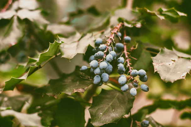 Mahonia aquifolium. Blue berries are hanging on a mahonia japonica bush. evergreen shrubs. Blue berries in the bush. Vintage photo of blue berries. Autumn nature background. - Фото, зображення