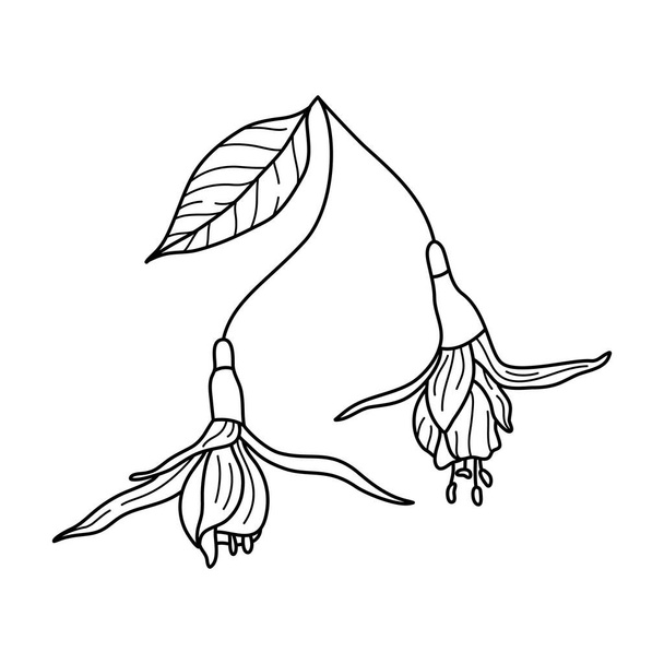 Disegno a linee di fiori fucsia. Outline Pianta tropicale botanica In uno stile moderno minimalista. Illustrazione vettoriale Per la progettazione di loghi, inviti, manifesti, cartoline, stampe su t-shirt
. - Vettoriali, immagini