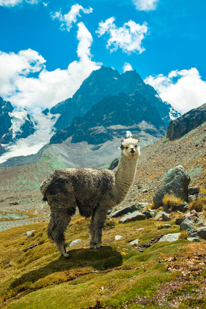 A Grey Llama Staring at the Camera over the Grass in the Valley of the Llamas near the snowy Condoriri, a Mountain in Bolivia's Cordillera Real - Photo, Image
