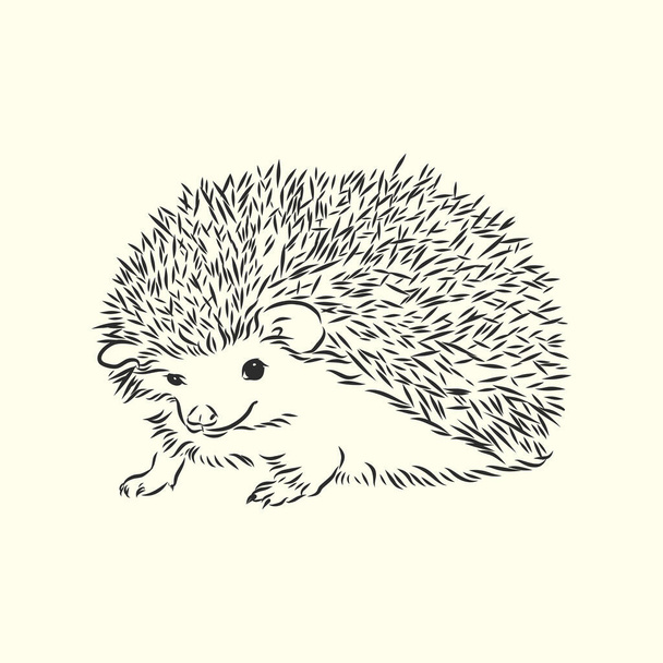 Kresba ježka izolované na bílém pozadí - Vektor, obrázek