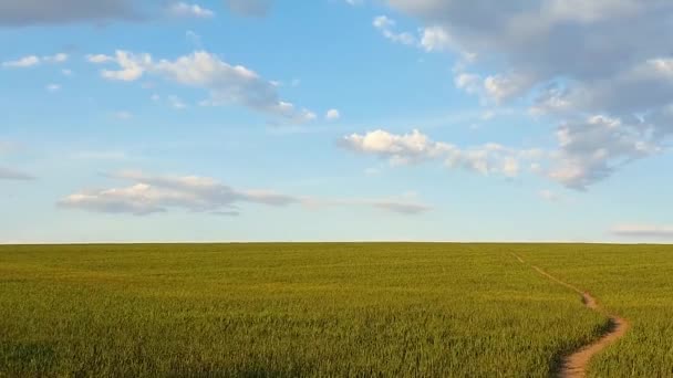Caminho estreito através de um campo verde de trigo crescente abaixo de um céu azul. Primavera natural orientação vertical fundo minimalista. Cena pacífica com um caminho para o horizonte, paisagem rural idílica
. - Filmagem, Vídeo