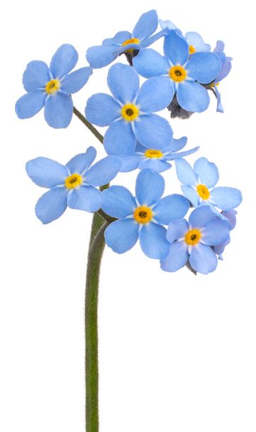 Studio Shot of Blue Colored Forget-me-not Flower Isolated on White Background. Large Depth of Field (DOF). Macro. Close-up. - Foto, immagini