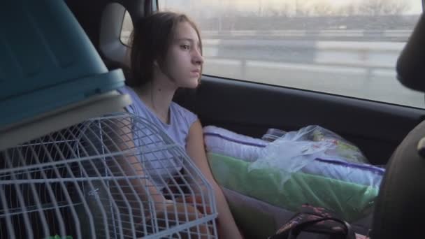 koncepcja podróży. Smutna dziewczyna z klatką dla zwierząt wygląda przez okno samochodu. - Materiał filmowy, wideo