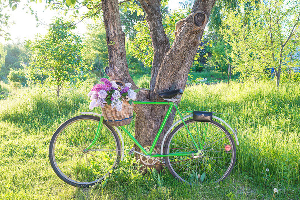 Weidenkorb mit Fliederbüschel auf altem Fahrrad im sonnigen Park - Foto, Bild