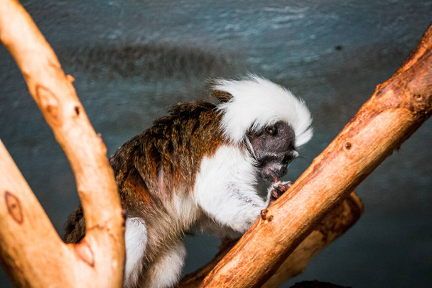 Cotton Top Tamarin comendo em um recinto no Jardim Zoológico John Ball
 - Foto, Imagem