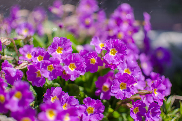 В солнечный весенний день цветут маленькие нежные первоцветы.
 - Фото, изображение