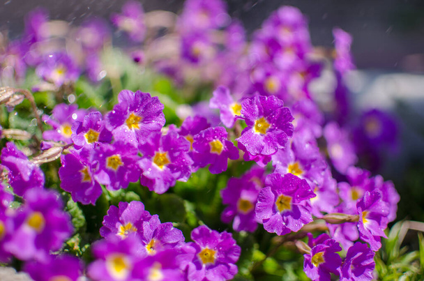 Pequenas flores de prímula frágeis florescem em um dia ensolarado de primavera
 - Foto, Imagem