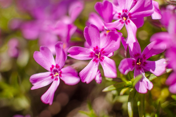 Kleine Phloxblüten als Frühlingsgartendekoration an einem sonnigen Tag - Foto, Bild