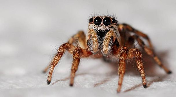  Павуки це дихаючі членистоноги, які мають вісім ніг, гельгери з іклами, здатні вводити отруту, і спінетки, які виступають за шовк
.  - Фото, зображення