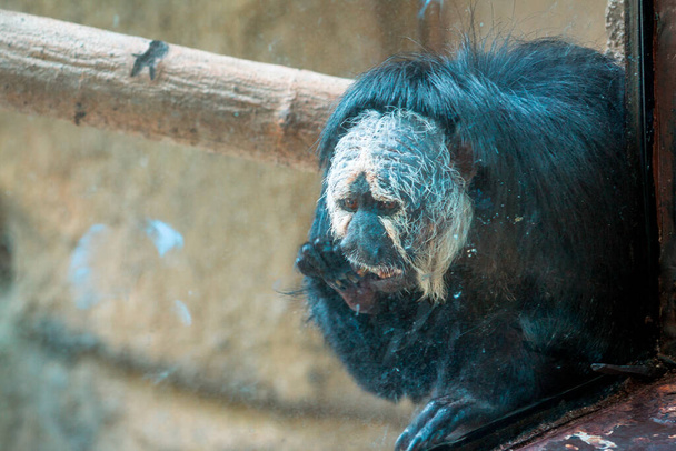 Mono araña descansando en el recinto interior del zoológico John Ball en Grand Rapids Michigan
 - Foto, Imagen
