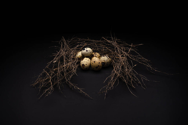 quail eggs lie in a nest of branches on a black, gray background - Foto, imagen