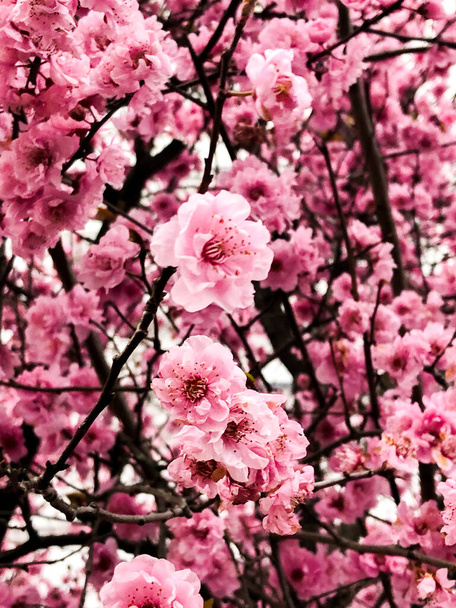 早春のピンクの桜 - 写真・画像