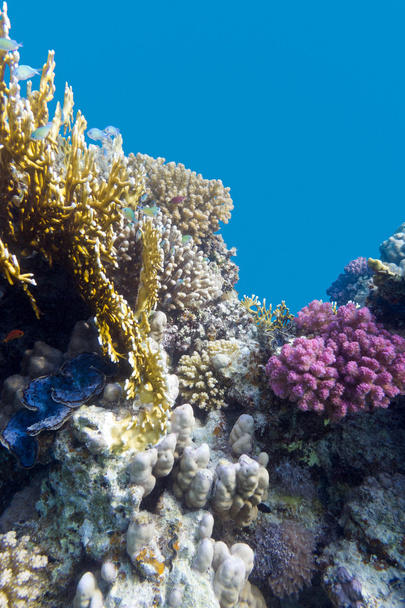 Récif corallien avec coraux durs violets poccillopora au fond de la mer tropicale sur fond d'eau bleue
 - Photo, image