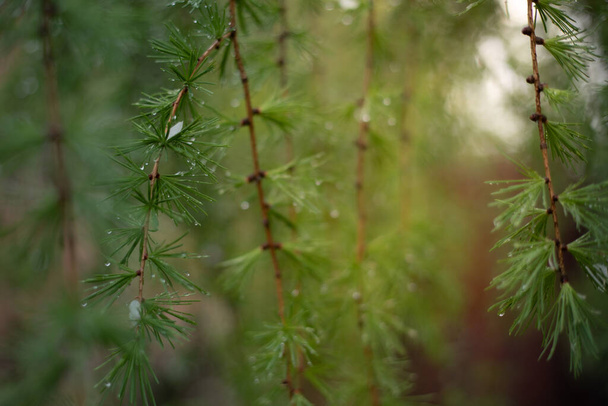 Regen druppels op groene lariks tak, zomer boom achtergrond - Foto, afbeelding