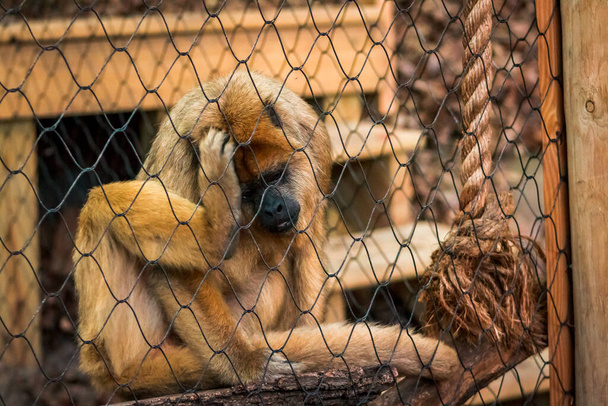 Μαϊμού που ουρλιάζει στο ζωολογικό κήπο του Τζον Μπολ. - Φωτογραφία, εικόνα