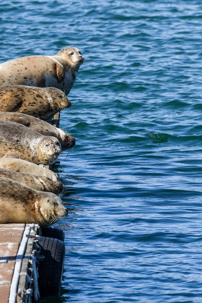 Κοντινό πλάνο ενός χαρούμενου τσούρμου από earless φώκιες στις αποβάθρες στο Gold Beach Harbor απολαμβάνοντας τη ζεστή λιακάδα. - Φωτογραφία, εικόνα