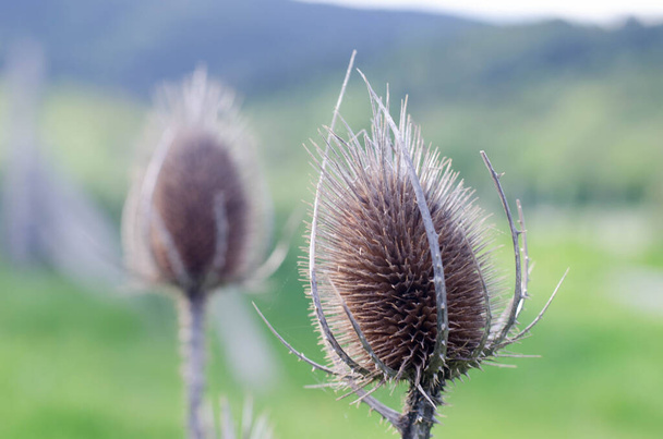 Thistle flowers close-up. collection of flowers in spring. - Photo, Image