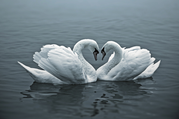 Loving Swans - Photo, Image