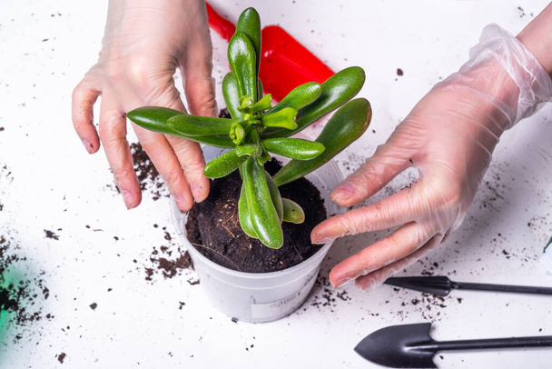 Vrouw plant in een bloempot met nieuwe aarde Crassula Ovata - close-up, handen in handschoenen en een plant - Foto, afbeelding