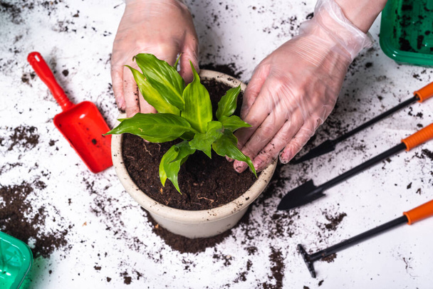 Woman transplanting hosta flower into a pot of fresh earth - closeup, leaves and hands in gloves - Photo, Image