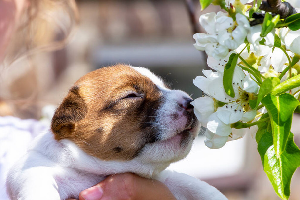 милый маленький щенок сучка Джек Рассел терьер нюхает вишневые цветы. Естественный фон. Сад
 - Фото, изображение