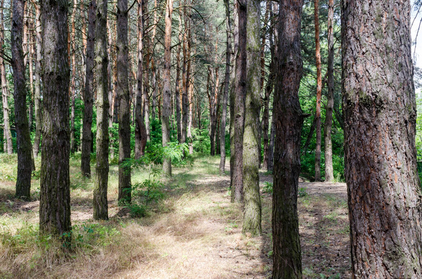 Pinery. sentiero in pineta. struttura ruvida corteccia di alberi. verdi brillanti. Giornata di sole nella foresta
 - Foto, immagini