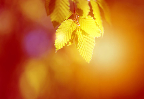 Photo of yellow leaves illuminated by the sun - Foto, Bild