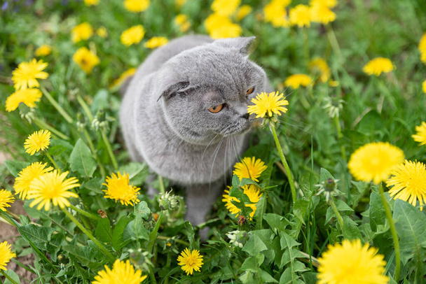 чистокровный серый кот ходит по улице нюхает весенние цветы одуванчики
 - Фото, изображение