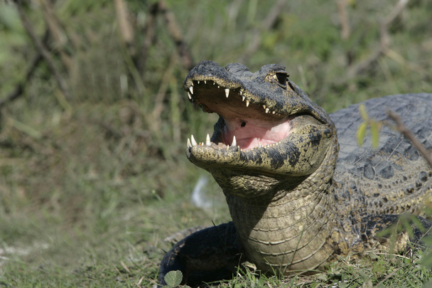 Очковий caiman, caiman crocodilus - Фото, зображення