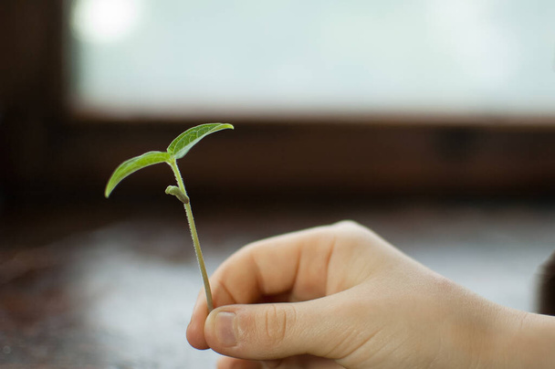 Childrens hands holding young plant against wooden background. Ecology concept - Photo, Image