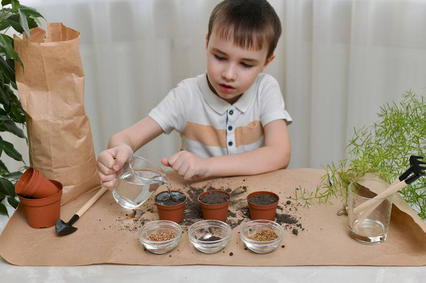 A child is busy planting micro greens seeds in pots. The boy has a jug of water in his hands, pouring a large stream. - Фото, изображение