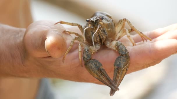 Live freshwater crawfish cancer Astacus in the hands of a male fisherman in nature on a sunny summer day - Footage, Video
