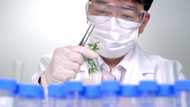 Asian male researcher researching plant specimens in the laboratory. - Video, Çekim
