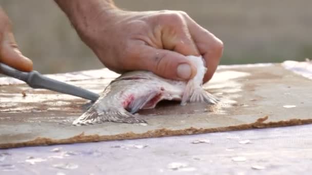Mãos fortes masculinas de um pescador limpa peixes vivos recém-capturados corta em grandes pedaços de água doce crucian peixe com uma pequena faca na mesa em um belo pôr do sol cênico na natureza
 - Filmagem, Vídeo