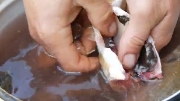 Mãos fortes masculinas de um pescador lava o interior do peixe vivo recentemente capturado em uma panela com água ao lado de outros peixes vista de perto
 - Filmagem, Vídeo