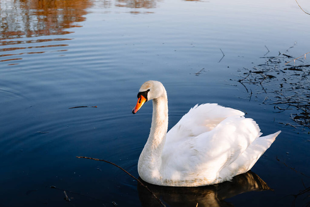 Nádherná bílá dospělá labuť s červeným zobákem a bílým peřím plave v čisté říční vodě v přírodním prostředí. Tapeta. - Fotografie, Obrázek