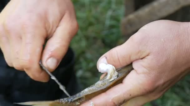 Чоловічі сильні руки рибалки очищають свіжозловлену живу рибу від луски крупним планом
 - Кадри, відео