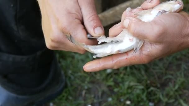 Kalastajan vahvat urospuoliset kädet puhdistavat tuoreita eläviä kaloja suomuista lähikuva
 - Materiaali, video