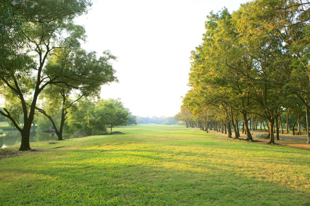 rano światło w parku miejskiego z drzewa roślina trawa zielony pola u - Zdjęcie, obraz