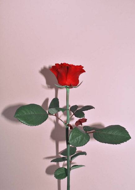 Einzelne rote Rose isoliert auf pastellfarbenem Hintergrund. Rose für Muttertag, Hochzeit und Valentinstag. Nahaufnahme - Foto, Bild