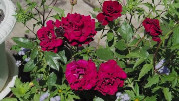 Dunkelrote große Rosen im Garten an einem sonnigen Sommertag. - Filmmaterial, Video