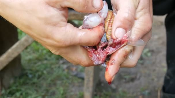Männliche starke Hände eines Fischers säubern frisch gefangenen lebenden Fisch öffnet den Magen und nimmt die Eingeweide und Kaviar aus nächster Nähe - Filmmaterial, Video