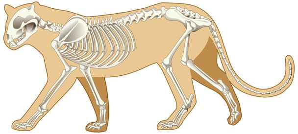 Schema del leopardo e dello scheletro su sfondo bianco illustrazione
 - Vettoriali, immagini