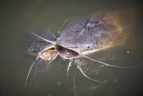 Two large catfish with open mouths stuck their heads out of the water waiting for feeding - Photo, Image