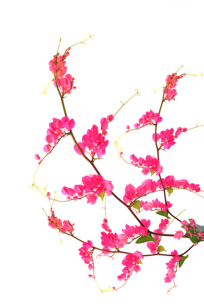 Flor rosa sobre fondo blanco. (Coral Vine, Enredadera Mexicana
, - Foto, imagen