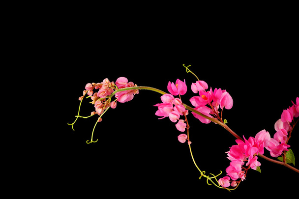 Pink flower on a black background. - Photo, image