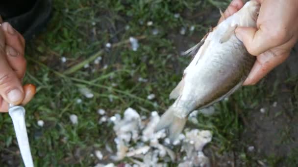 Mãos fortes masculinas de um pescador limpa peixes vivos recém-capturados abre o estômago e tira as tripas e caviar vista de perto
 - Filmagem, Vídeo