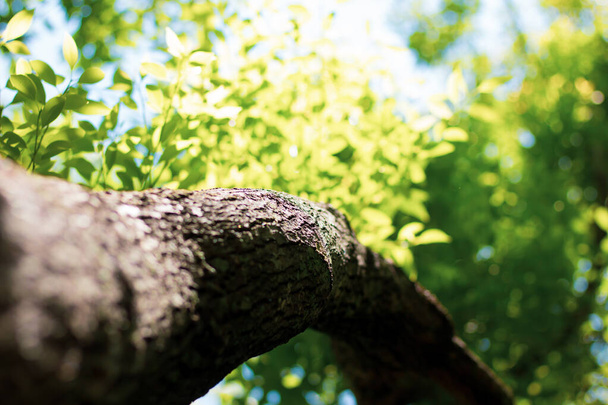 Breed shot van Green Cinnamomum camphora boom - Foto, afbeelding