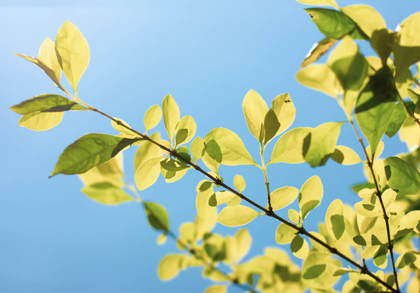 Κοντινό πλάνο Πράσινο φύλλο του Duranta repens δέντρο - Φωτογραφία, εικόνα
